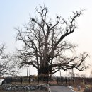 하촌할머니 이미지