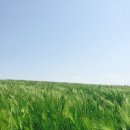 밀린 일상♪ / 전대 빨봉분식 / 일곡동 카페 엘로디 / 구르메키친 코스요리