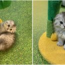 고양이카페 피피피 펫스테이션점 | 부산고양이카페! 광안리데이트 코스로 딱! 고양이카페 피피피 펫스테이션점 후기