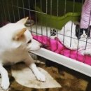 보듬어 줄개 이미지