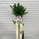 [정은플라워] 거래처 보내기 전에 사진 받고 바로 만족했던 인천개업화분 🌿