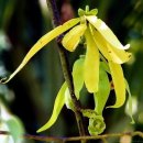 일랑일랑 이미지