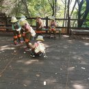 소새울어린이집 이미지