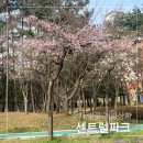 동탄센트럴파크 인라인스케이트장 | 동탄센트럴파크 주차장, 주차요금, 벚꽃, 피크닉