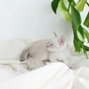 마이러브캣