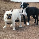 두테리어 이미지