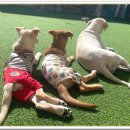 아이조아 요양보호소 경기광주 이미지