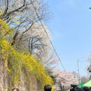 인천대공원(썰매장입구) | 인천대공원 벚꽃축제 다녀온 후기! (둘레길 코스 추천 + 숨은 벚꽃 명소 장수천)