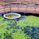 경산시 남매근린공원 | 남매지 남매공원 경산 아이와 가볼만한곳 대구 근교 여행 경북 드라이브