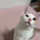 나음동물메디컬센터 | 암컷고양이 중성화 수술 후기, 10개월차 묘생, 삼색이, 내 고양이 뽀또, 동물병원