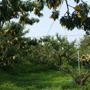 일조농장 이미지