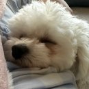 주식회사 브이아이피동물의료센터 | 생후 9개월차 잠복고환 중성화 수술 후기(피부잠복고환/피하잠복)