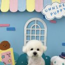 반려동물미용실 언니네 이미지