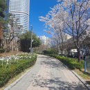 부산 동천, 문현금융단지, 그리고 벚꽃 이미지