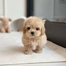 만남-행복한꿈 이미지