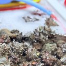 남지시장 | 거제 고현시장 맛집 산골애 누룽지 삼계탕 + 파인에이플러스 디저트 코스 후기