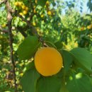 초아농원 이미지