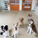 댕댕특별시 이미지