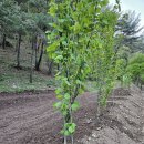 계촌 농장 이미지