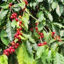 들꽃농장 이미지