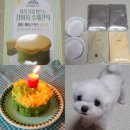댕댕이루 | 강아지 생일 케이크 만들기 바비온 파티케이크믹스 후기 댕댕이 반응 리얼 후기