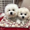 복실이네 애견 이미지