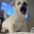 오크통