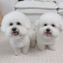 깔꼼 애견미용실 이미지