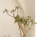 미켈란젤로병원 이미지