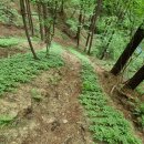 산양산삼 엑기스 이미지