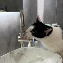 서초이음동물병원 이미지