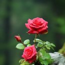 프롬로즈
