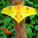 혜성반점 이미지