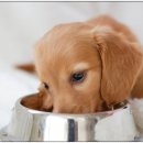 비타민동물메디컬센터 이미지