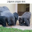 고릴라 PC방 이미지