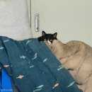 코코라임2 | 공부는 핑계고 가을 타서 입 터진 직장인 일상 (ft. 스타벅스 코코말차 커스텀 추천 솔직 후기)