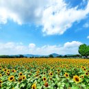 국보31호 이미지