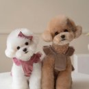 마리애견미용실 이미지