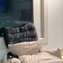 퍼피프린스 | [강아지 임시보호] 신청 방법, 준비물 비용, 헬로우프린스 임보 첫 날 후기