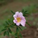 야생의 순수함을 품다, 유안재 '몰리 로즈' 가든의 도그로즈(Dog Rose) 이미지