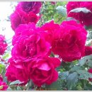 인천공촌초등학교 이미지