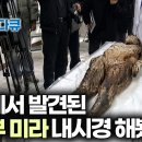 의도치 않게 완벽 보존된 500년 전 시신, 이집트도 아닌데 한국에서 미라가 줄줄이 발견되는 이유 이미지