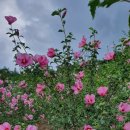 무궁화농원 이미지