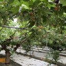 하금농장 이미지