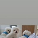 위클라드 펜션 이미지