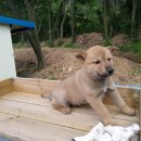 우정진도개 이미지