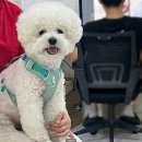 이니스프리이대역1번 | 나의 비숑🩵 이대사진관, 소회모먼트 이대점에서 강아지 사진 찍은 후기(증멍사진)