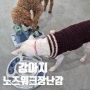 강아지 노즈워크 장난감 추천 스피츠 푸들 단계별 선택한 트릭시