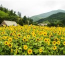 해바라기농장 이미지