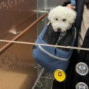 파브 퍼피 이미지